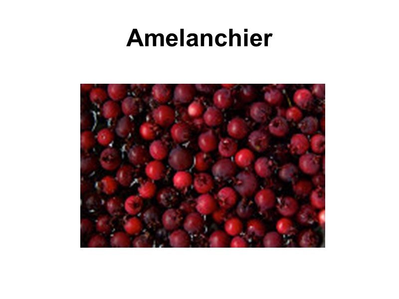 Amelanchier